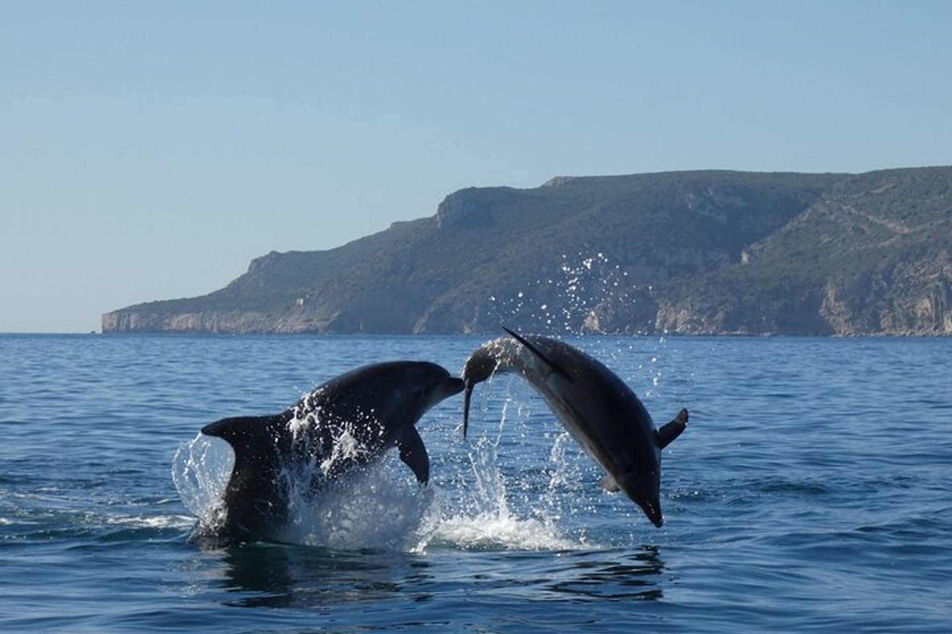 Setúbal Dolphin Watching and Arrábida Natural Park